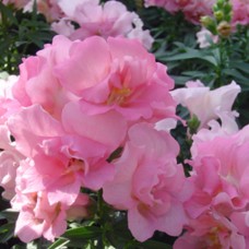 Львиный зев махровый Твинни Роуз