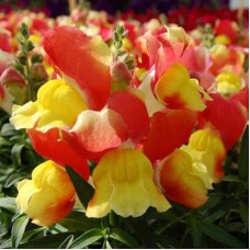 Львиный зев Снэппи Оранж энд Еллоу