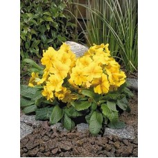 Примула высокая Крещендо Еллоу