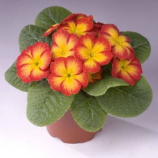 Примула Пионер Ред флейм Примула Пионер Ред флейм