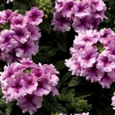 Вербена Тускани Орхид Фрост