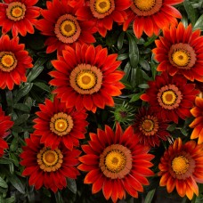 Газания Биг Кисс Ред Газания Биг Кисс Ред