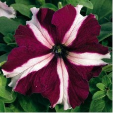 Петуния грандифлора Тритуния Кримсон Стар