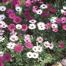 Остеоспермум Пэшн Микс