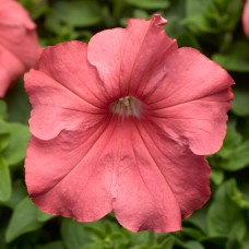 Петуния грандифлора Тритуния Салмон