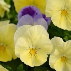 Виола ампельная Кул Вэйв Лемон