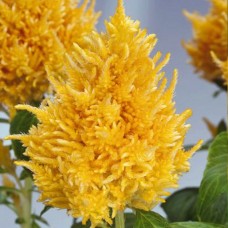 Целозия перистая Сандэй Еллоу