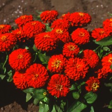 Цинния Тополино Скарлет