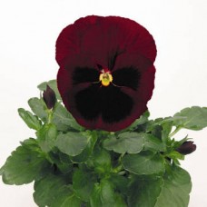 Виола крупноцветковая Инспайер Делюкс Роуз Блотч