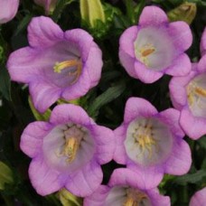 Колокольчик средний Кампана Лилак