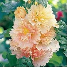 Шток-роза Спринг Селебритис Эприкот