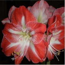 Амариллис простой Минерва