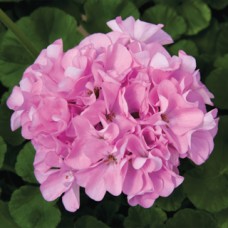 Пеларгония зональная Маверик Квиксильвер