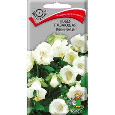 Кобея лазающая Винно-белая