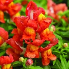 Львиный зев Снэппи Оранж Львиный зев Снэппи Оранж