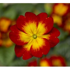 Примула Орион Скарлет Флейм