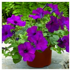 Петуния каскадная Рэмблин Виолет