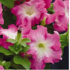 Петуния грандифлора Дримс Роуз Морн