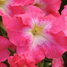 Петуния грандифлора Дримс Корал Морн