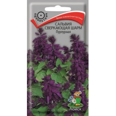 Сальвия сверкающая Шарм Пурпурная