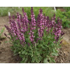 Шалфей дубравный Нью Дайменшн Роуз