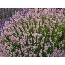 Лаванда Эллеганс Пинк