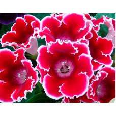 Глоксиния Импресс Ред Пикоти