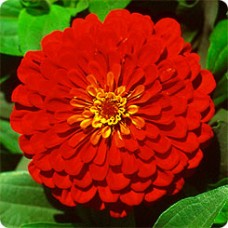 Цинния Мастер Скарлет