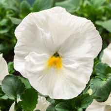 Виола крупноцветковая Селло Пьюр Вайт