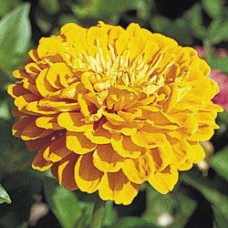 Цинния Гиганты Бенари Голден Еллоу