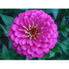 Цинния Гиганты Бенари Лилак