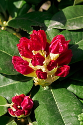 Рододендрон кэтевбинский Германия Рододендрон кэтевбинский Германия