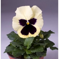 Виола крупноцветковая Селло Примроуз Шейдес виз Блотч