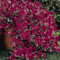 Петуния ампельная F1 Тайдал Вейв Черри