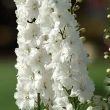 Дельфиниум высокий Гвардиан Вайт