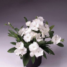 Гвоздика Чиба Вайт