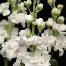 Маттиола Кац Вайт