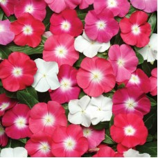 Катарантус Пацифика Микс