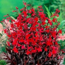 Лобелия прекрасная Старшип Скарлет