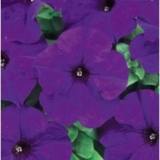 Петуния грандифлора Дримс Миднайт