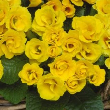 Примула махровая Примлет Голден Шейдес