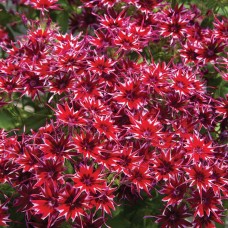 Флокс Попстарс Ред Флокс Попстарс Ред