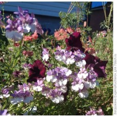 Немезия Севен Хевен Лавендер Биколор