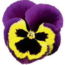 Виола крупноцветковая Дельта Еллоу виз Парпл Винг