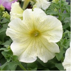 Петуния грандифлора Призм Саншайн