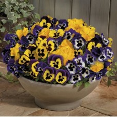 Виола крупноцветковая Инспайер Плюс Марди Гра Микс