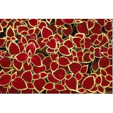 Колеус Визард Скарлет