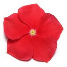 Катарантус Пацифика Реалли Ред