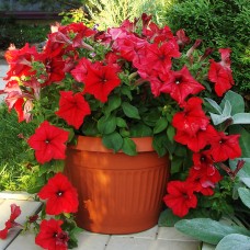 Петуния грандифлора Суперкаскад Ред