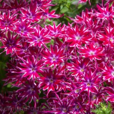 Флокс Попстарс Парпл